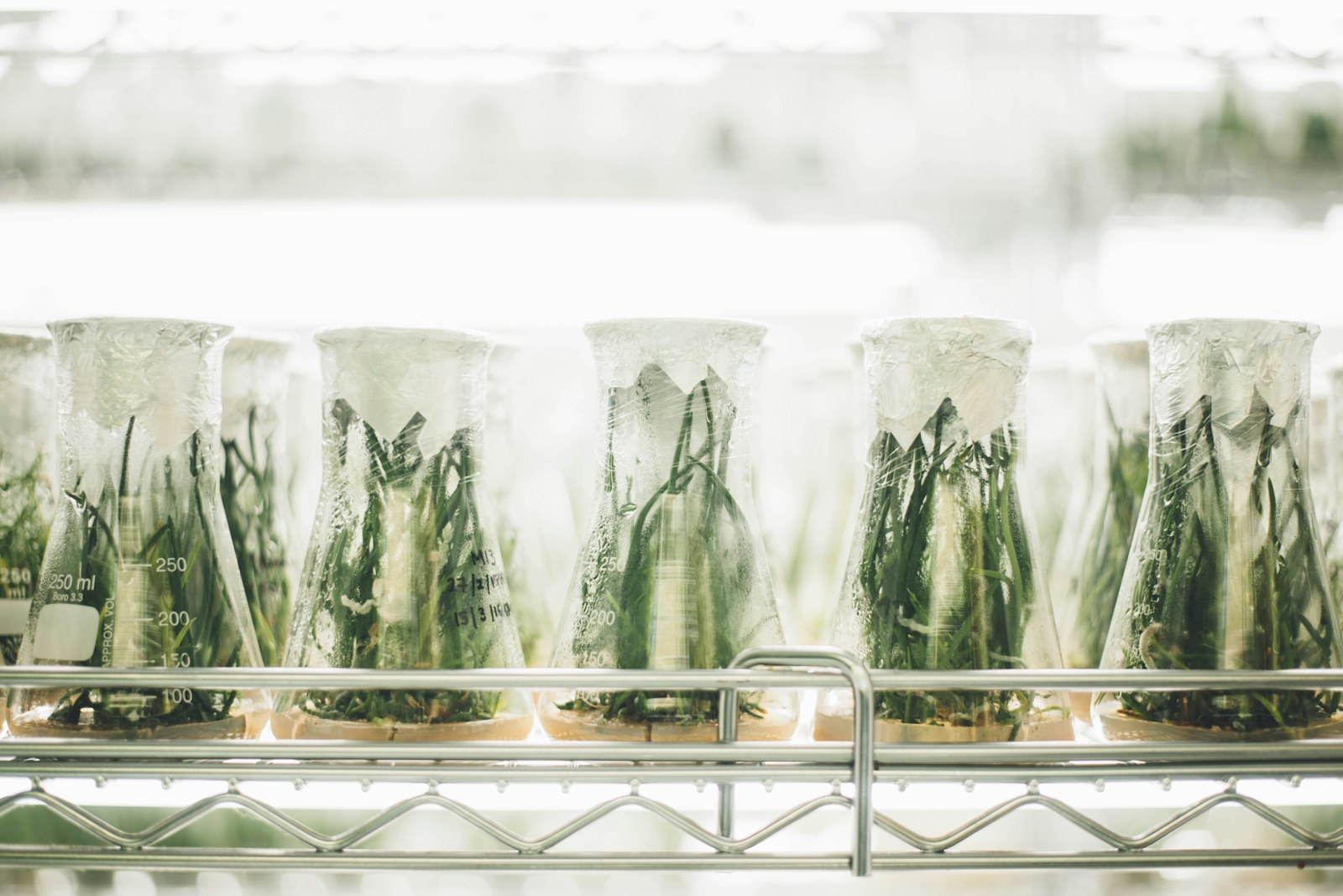 Plant Tissue Culture Laboratory Solutions