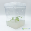 Plant tissue culture growing inside a PCT square culture vessel