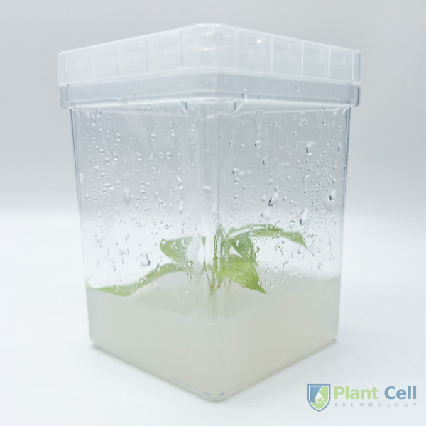 Plant tissue culture growing inside a PCT square culture vessel