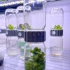 BioCoupler glass vessels containing in vitro plant cultures