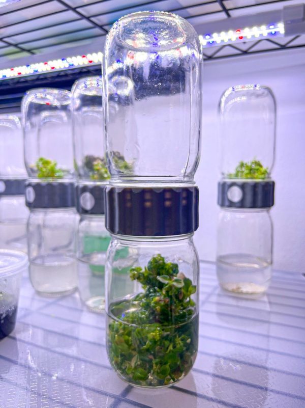 BioCoupler glass vessels containing in vitro plant cultures