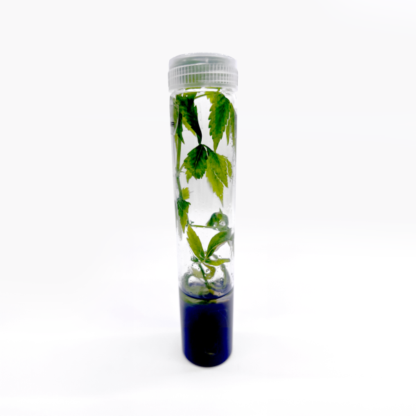 Vented Plant TC Test Tubes VTT21 in Nepal